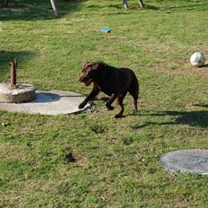 Labrador retriever Mokka! <3