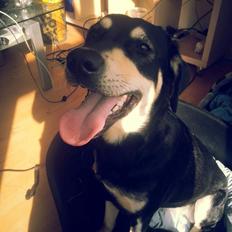 Blanding af racer Shelly