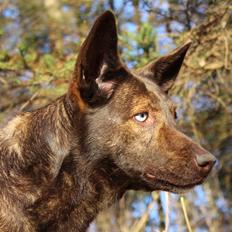 Blanding af racer Tia