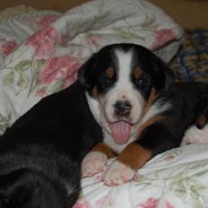 Grosser schweizer sennenhund Dahsegården's Eccie