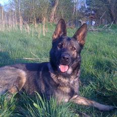 Schæferhund Team Kenzally Bascha