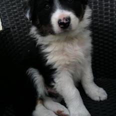Border collie Cosmo