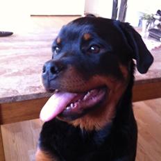 Rottweiler Kenzo