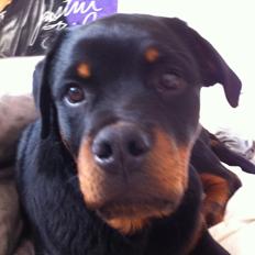 Rottweiler Kenzo