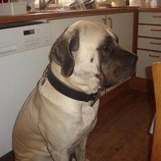 Mastiff Cleo