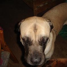 Mastiff Cleo