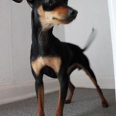 Prazsky krysarik Dali