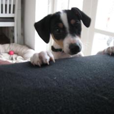 Blanding af racer Bob