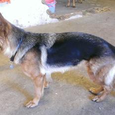 Schæferhund Kupfer Fahrina