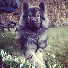 Eurasier Eurasierkrogens Artos (Niiko)