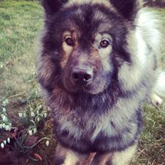 Eurasier Eurasierkrogens Artos (Niiko)