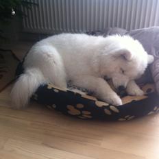 Samojedhund Bamse