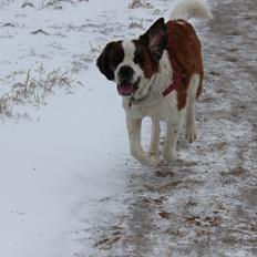 Sankt bernhardshund Molly