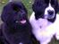 Newfoundlænder Moonshine lover's Zip Code Zhila