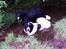 Newfoundlænder Moonshine lover's Zip Code Zhila