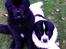 Newfoundlænder Moonshine lover's Zip Code Zhila