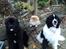 Newfoundlænder Moonshine lover's Zip Code Zhila
