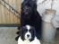 Newfoundlænder Moonshine lover's Zip Code Zhila