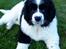 Newfoundlænder Moonshine lover's Zip Code Zhila