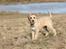 Blanding af racer Nala