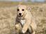 Blanding af racer Nala