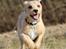 Blanding af racer Nala