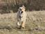 Blanding af racer Nala