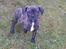 Blanding af racer frengle (fransk bulldog/beagle)