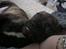 Blanding af racer frengle (fransk bulldog/beagle)