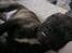 Blanding af racer frengle (fransk bulldog/beagle)