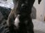 Blanding af racer frengle (fransk bulldog/beagle)