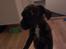 Blanding af racer frengle (fransk bulldog/beagle)
