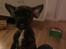 Blanding af racer frengle (fransk bulldog/beagle)