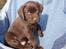 Labrador retriever KENTO - 6 uger