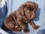 Labrador retriever KENTO - 6 uger