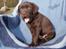 Labrador retriever KENTO - 6 uger