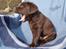 Labrador retriever KENTO - 6 uger