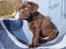 Labrador retriever KENTO - 6 uger