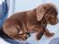 Labrador retriever KENTO - 6 uger