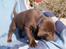 Labrador retriever ANTON - 6 uger