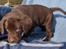 Labrador retriever ANTON - 6 uger