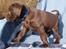 Labrador retriever ANTON - 6 uger