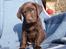 Labrador retriever ANTON - 6 uger