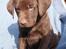 Labrador retriever ANTON - 6 uger