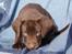 Labrador retriever ANTON - 6 uger
