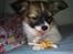 Papillon Toffy