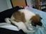 Papillon Toffy