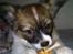 Papillon Toffy