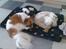 Papillon Toffy