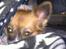 Papillon Toffy